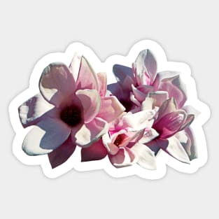 Magnolias - Closeup of Magnolias Sticker